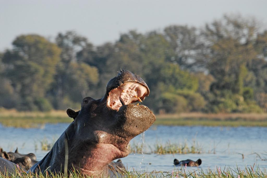 Divava Okavango Resort And Spa Bagani Kültér fotó