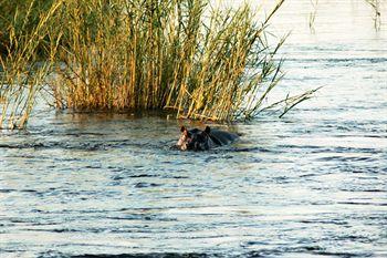Divava Okavango Resort And Spa Bagani Kültér fotó